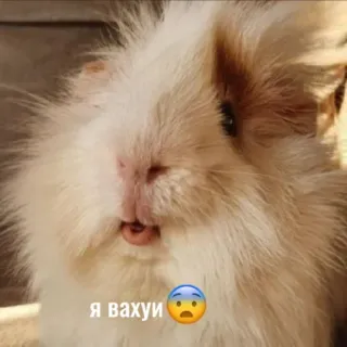 😱 f2f23ee9 Я вахуи 😨 морская свинка, животное, милый, грызун, питомец whatsapp sticker