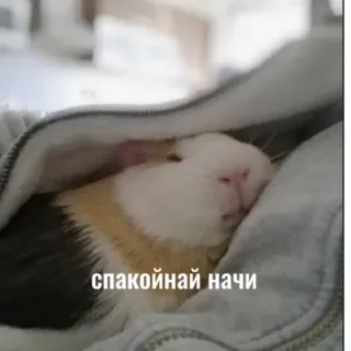 🌙 f6cc1a80 спокойнай начи морская свинка, спящий, милый, домашнее животное, животное whatsapp sticker