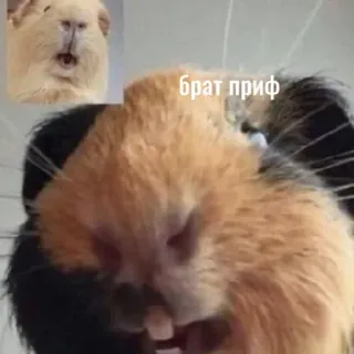 👋 fbbe25f8 брат гриф морская свинка, животное, грызун, мем, смешной whatsapp sticker