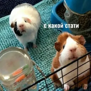 🐹 fe72a060 с какой стати морская свинка, животные, питомец, милый whatsapp sticker