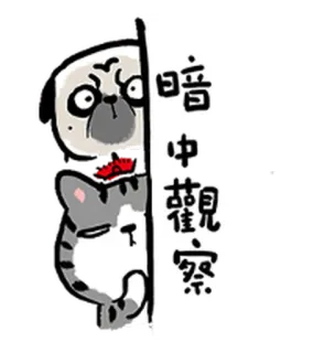 🤨 9563ec94 暗中觀察 chó pug, mèo, hoạt hình, nhìn trộm, quan sát, động vật telegram sticker