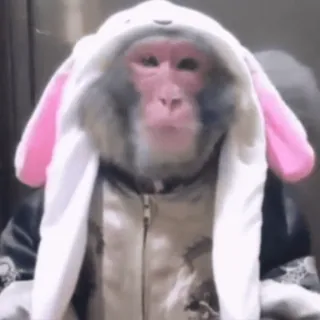 🥺 415163d0 Affe, Tier, Säugetier, Kapuzenpullover, Primaten telegram sticker