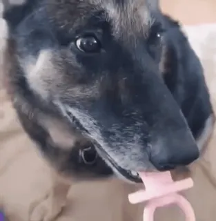 🌟 af2b5c06 狗, 动物, 宠物, 可爱, 玩具 telegram sticker