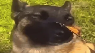 🌟 df22da26 狗, 蝴蝶, 动物, 自然, 友谊 telegram sticker