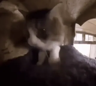 🥴 1b2bdb5a 猫, 動物, ペット, 哺乳類, 飼い猫, ネコ科 telegram sticker