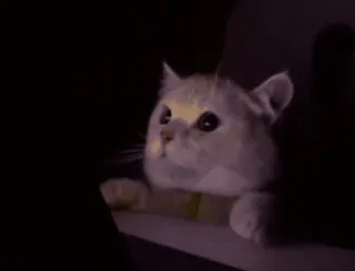 🥴 963a9053 猫, 子猫, 動物, 可愛い, ペット, ネコ科 telegram sticker