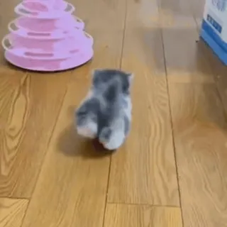 🐈 bdeb9137 gattino, gatto, animale domestico, animale, carino, animale da compagnia telegram sticker