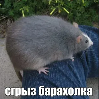 🤖 3f93dce2 сгрыз барахолка tikus, binatang, hewan pengerat, hewan peliharaan telegram sticker