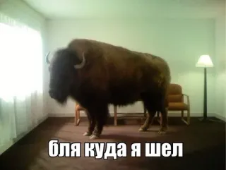 🌟 80e94fbd Бля куда я шел Kerbau, Meme, Hewan, Bison, Lucu, Rusia telegram sticker