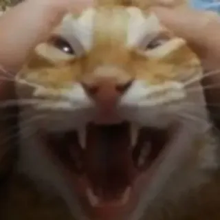 🐈 8ce83966 kucing, marah, hewan, peliharaan, kucing, kucing domestik, menguap telegram sticker