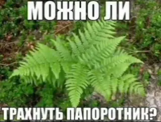 🌟 c7952c8e МОЖНО ЛИ ТРАХНУТЬ ПАПОРОТНИК? pakis, tanaman, alam, teks Rusia, meme telegram sticker
