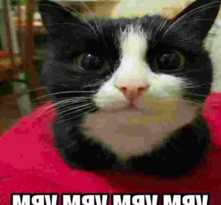 🌟 e2cf6df7 MRV MRV MRV MRV kucing, lucu, binatang, meme telegram sticker