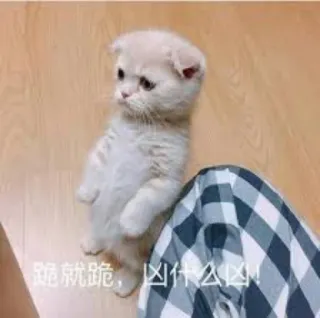 😢 040e5108 跪就跪，凶什么凶! kitten, cat, cute, funny, meme, begging telegram sticker