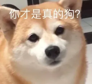 🙂 0618109f 你才是真的狗？ dog, shiba inu, meme, animal, pet, cute, funny telegram sticker