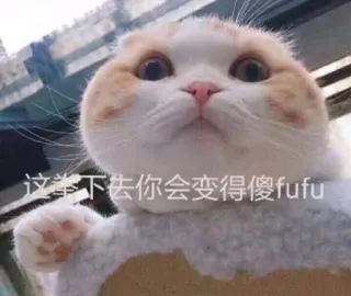 👊 08be131d 这举下去你会变得傻fufu cat, funny, meme, animal telegram sticker