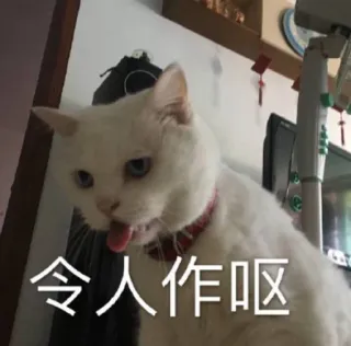 🤢 0f47385c 令人作呕 cat, meme, funny, white cat, animal telegram sticker