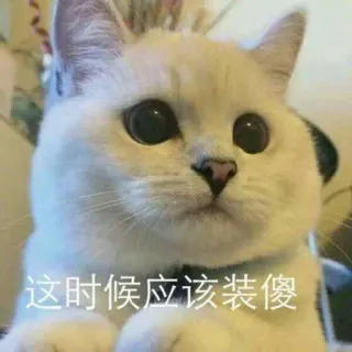 🌚 17fd457d 这时候应该装傻 cat, meme, pet, animal, expression, funny telegram sticker
