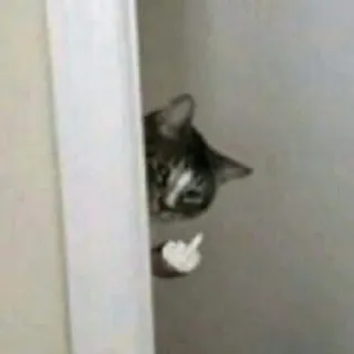 🖕 188bf316 cat, middle finger, offensive gesture, animal, pet telegram sticker