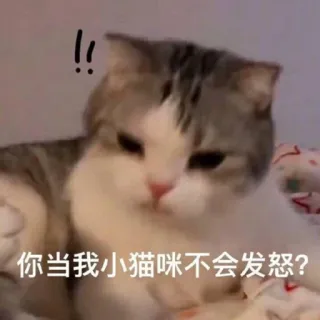 😑 1dde557a 你当我小猫咪不会发怒？ cat, expression, kitty, domestic animal telegram sticker