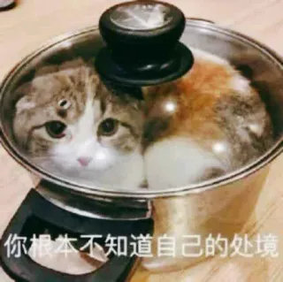 🔪 2723ca25 你根本不知道自己的处境 cat, pot, funny, animal, pet telegram sticker