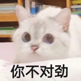 🌚 2c20ab1d 你不对劲 cat, funny, meme, cute, animal, kitten telegram sticker