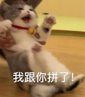😒 3baab14c 我跟你拼了! cat, kitten, angry, meme telegram sticker