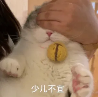 🙈 4fcdfe57 少儿不宜 cat, covered eyes, cute, meme, chinese text, animal, pet telegram sticker