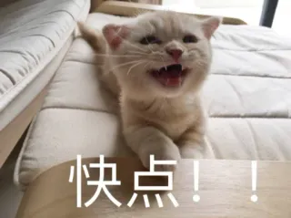😶 5304a84b 快点！！ cat, kitten, animal, pet, cute, expression telegram sticker