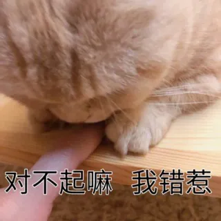 ☹️ 5a413def 对不起嘛 我错惹惹 cat, apology, cute, pet, animal telegram sticker
