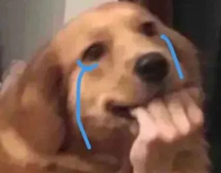 😭 61d3de7e dog, puppy, sad, crying, animal, meme, golden retriever, expression telegram sticker