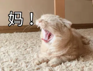 😫 6ec27e4a 妈！ cat, yawning, animal, pet, cute telegram sticker