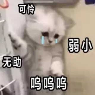 🥲 7f608b89 可怜弱小无助 cat, sad, cute, animal, meme, crying, pet telegram sticker