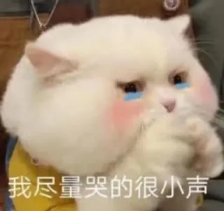 🥲 8a9ef6fc 我尽量哭的很小声 cat, crying, meme, sad, animal, cute telegram sticker