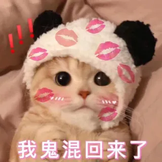 ☺️ 96ef20fd 我鬼混回来了 cat, kiss, cute, sticker, meme, animal telegram sticker