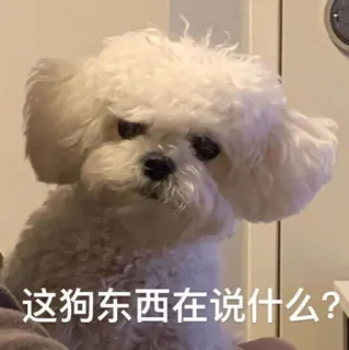 😠 a5cd9726 这狗东西在说什么？ dog, animal, meme, pet, cute, chinese text telegram sticker