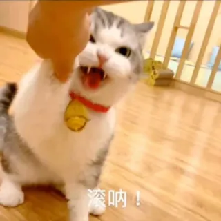 😒 a8011282 滚呐！ cat, angry, animal, pet, kitten, domestic animal, snarling telegram sticker