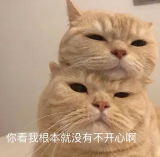 🙂 a8ad82ac 你看我根本就沒有不開心啊 cat, cats, animal, cute, domestic, funny telegram sticker