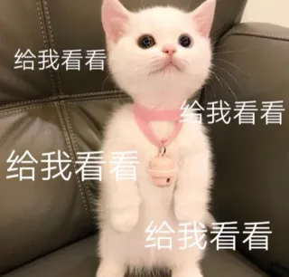 👀 a8f6dc6c 给我看看 cat, cute, kitten, begging telegram sticker