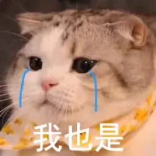 😭 b23097ed 我也是 cat, crying, meme, sad, emoji, expression telegram sticker