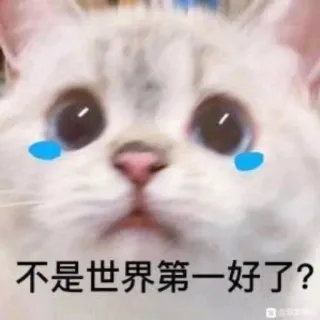 🥲 b2c60e20 不是世界第一好了？ cat, sad, meme, crying, animal, cute telegram sticker