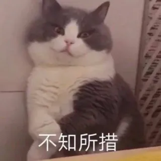 😥 b3f92372 不知所措 cat, meme, funny, animal, expression, Chinese text telegram sticker