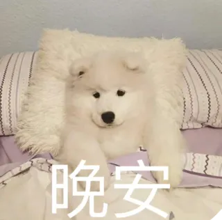 😴 b6719bf5 晚安 dog, samoyed, sleep, good night, cute, fluffy, bed telegram sticker