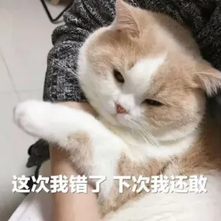 🥺 bd4a364d 这次我错了 下次我还敢 cat, animal, pet, meme, funny, cute telegram sticker