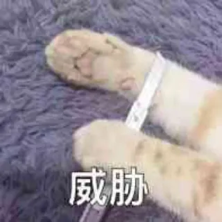 🥲 c823c869 威胁 cat, animal, paw, collar, chinese text telegram sticker
