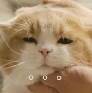 😐 d290376c cat, pet, animal, cute, domestic animal, mammal telegram sticker