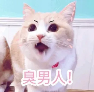 😡 dc13f7b3 臭男人! cat, meme, funny, animal, cute telegram sticker
