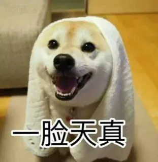 👀 ed0c192a 一脸天真 dog, cute, towel, meme, animal, funny, innocent telegram sticker