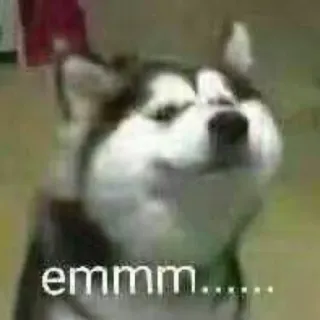 🙃 fc9b76f2 emmm..... dog, husky, meme, funny, animal telegram sticker