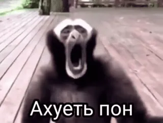 💀 0ee5f6aa Ахуеть пон Affe, Gibbon, beleidigend, Slang, russisch telegram sticker