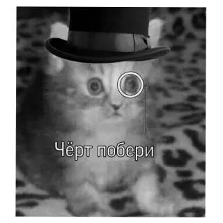 🎩 2c22dd2d Чёрт побери Katze, Monokel, Zylinder, Russisch, Schimpfwort, Meme telegram sticker
